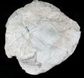 Fossil Tortoise (Stylemys) - Wyoming #22792-3